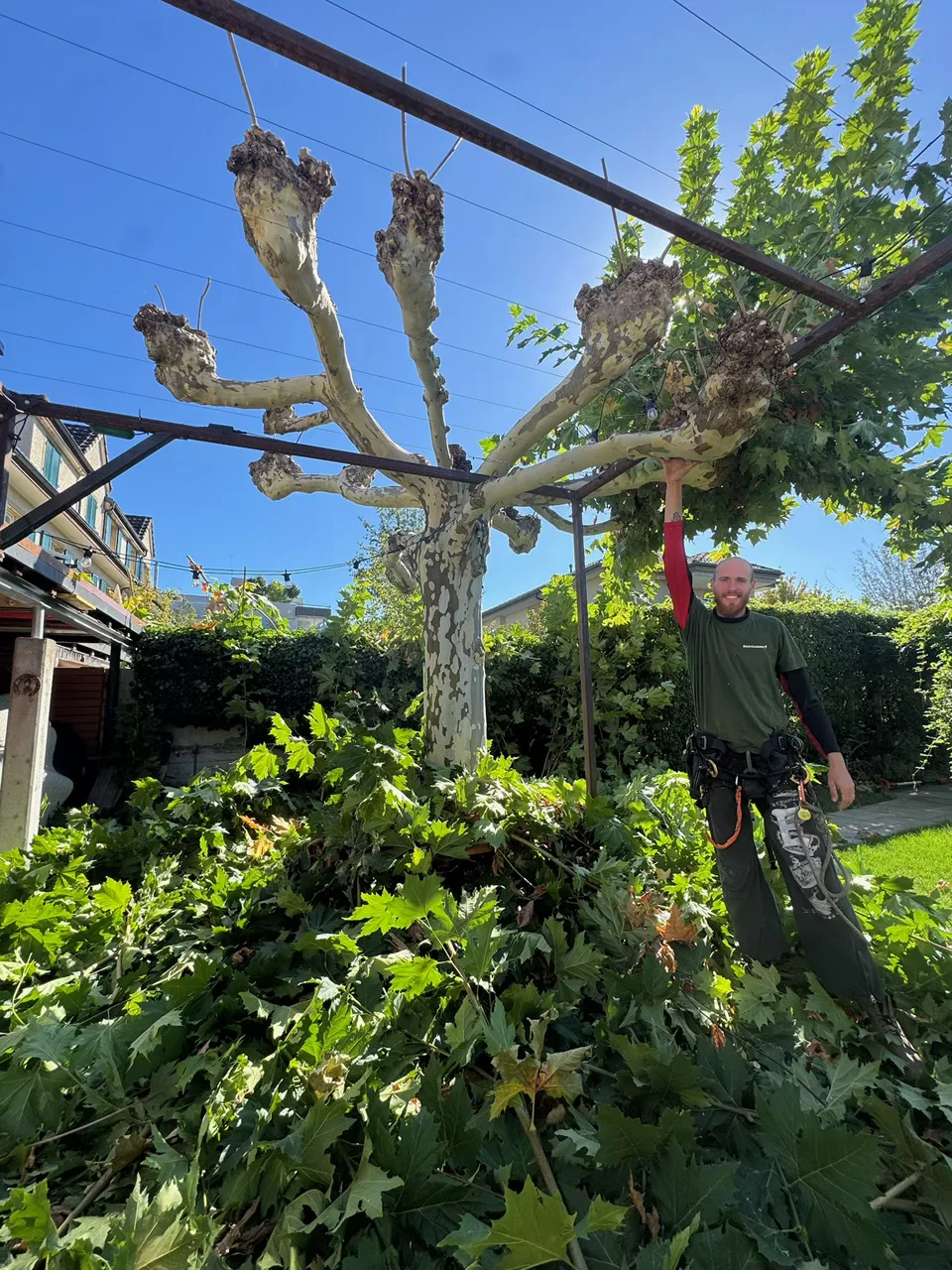 Intervento controllato su un albero in giardino